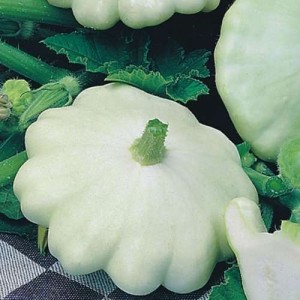 028. Κολοκυθάκι Patty Pan Squash