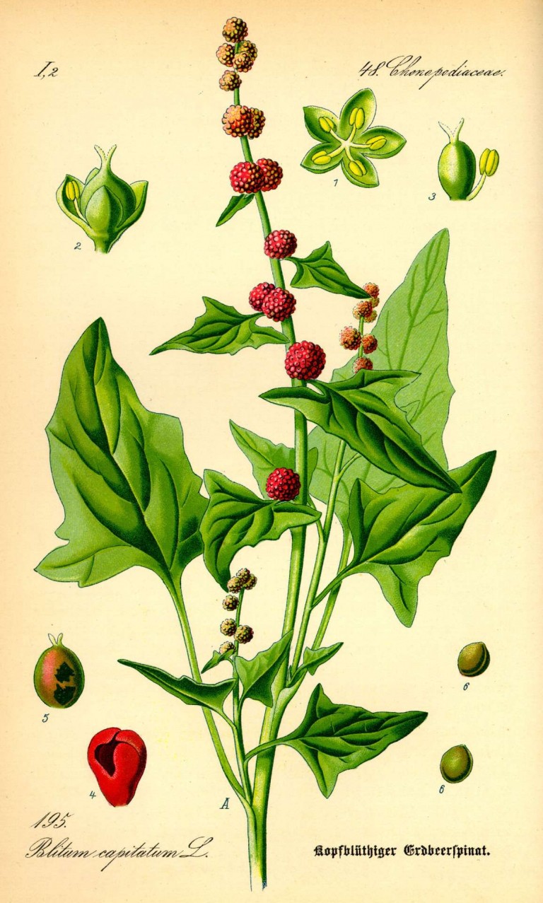 106. Chenopodium Capitatum