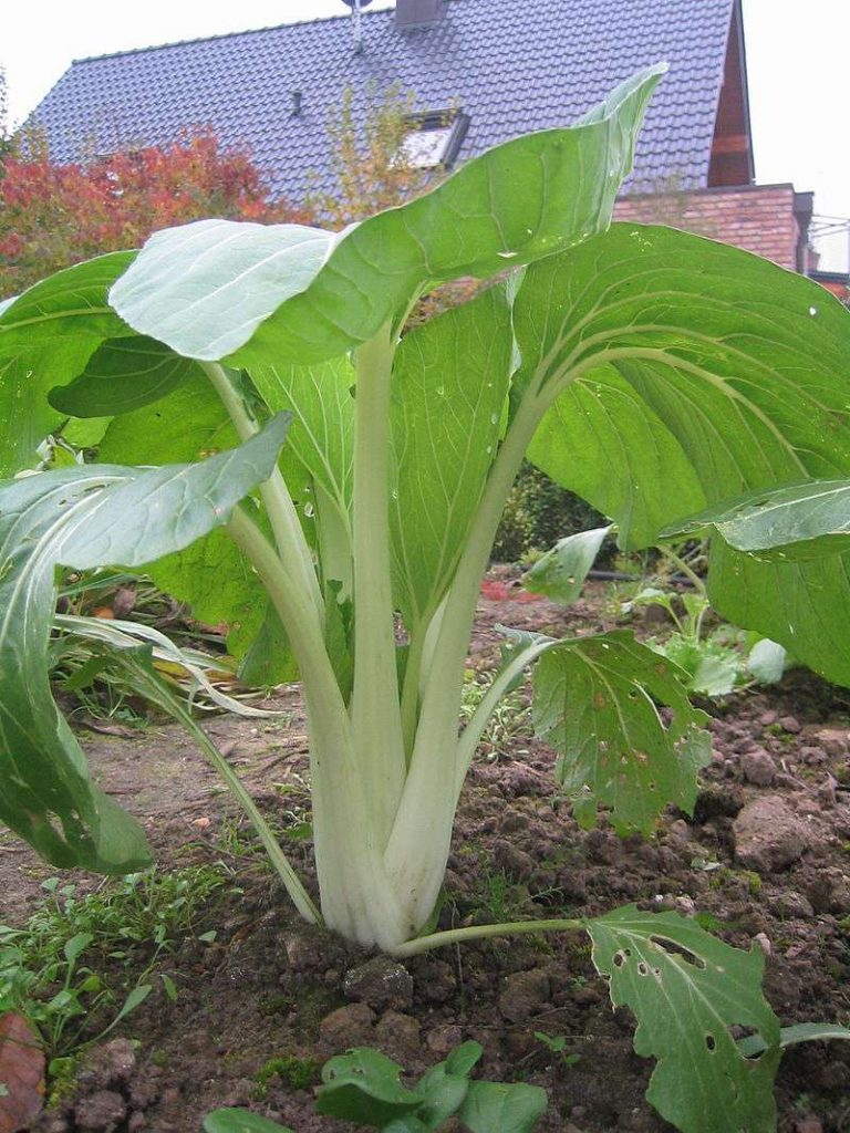 112. Bok Choy