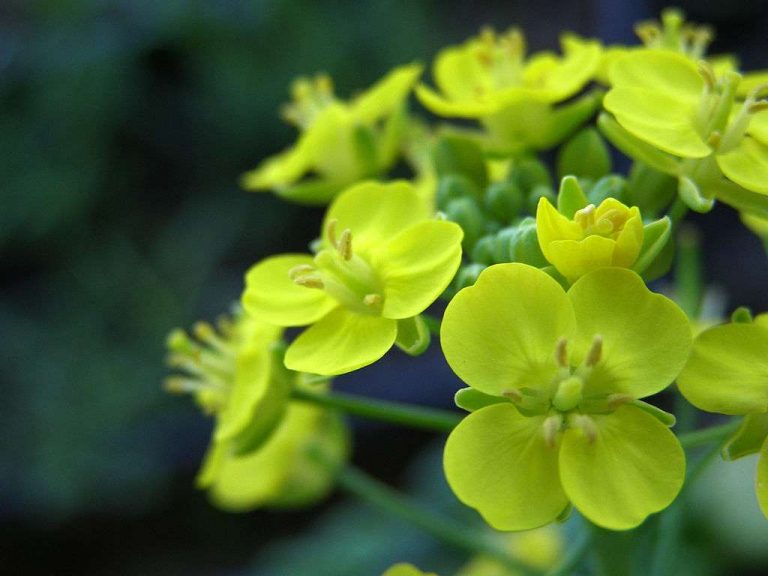 112. Bok Choy