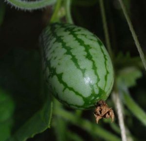 170. Cucamelon