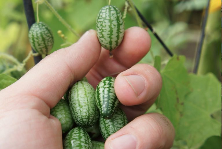 170. Cucamelon