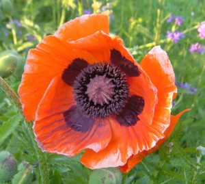 203_papaver_orientale_01