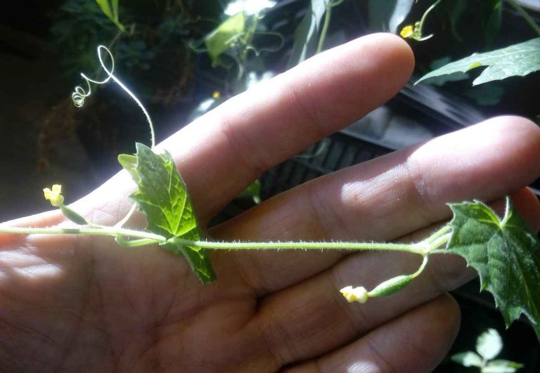 Cucamelon 15/11/2019