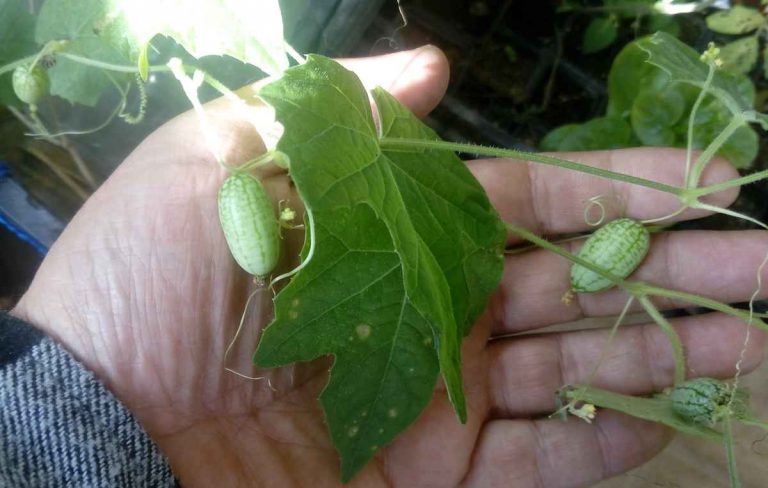 Cucamelon 15/11/2019