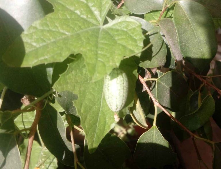 Cucamelon 15/11/2019