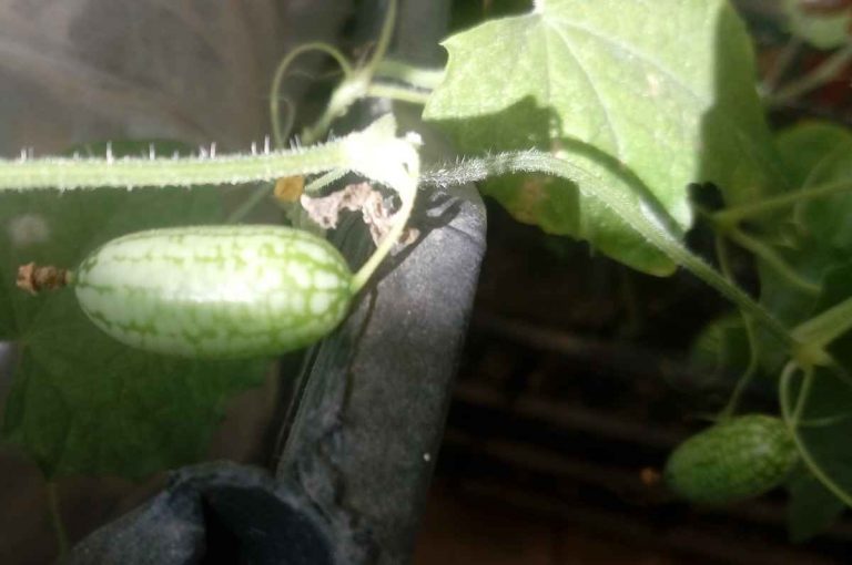 Cucamelon 15/11/2019