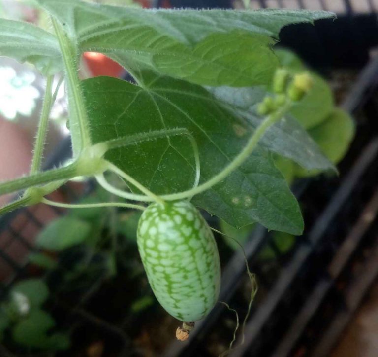 Cucamelon 15/11/2019
