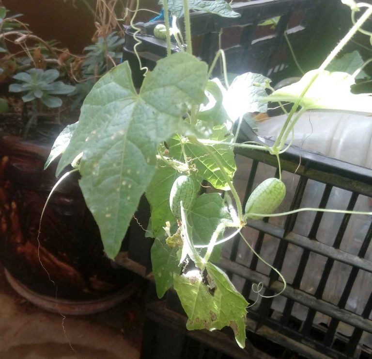 Cucamelon 15/11/2019