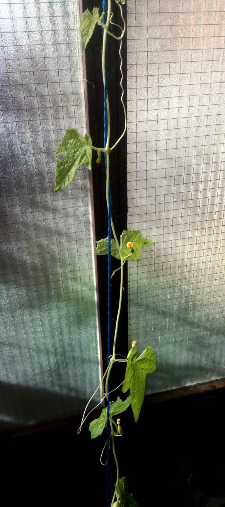 Cucamelon climbing 15/11/2019