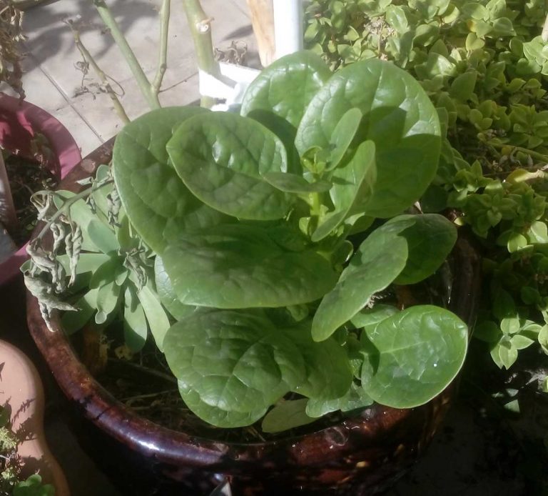 Malabar Spinach 30/9/2016